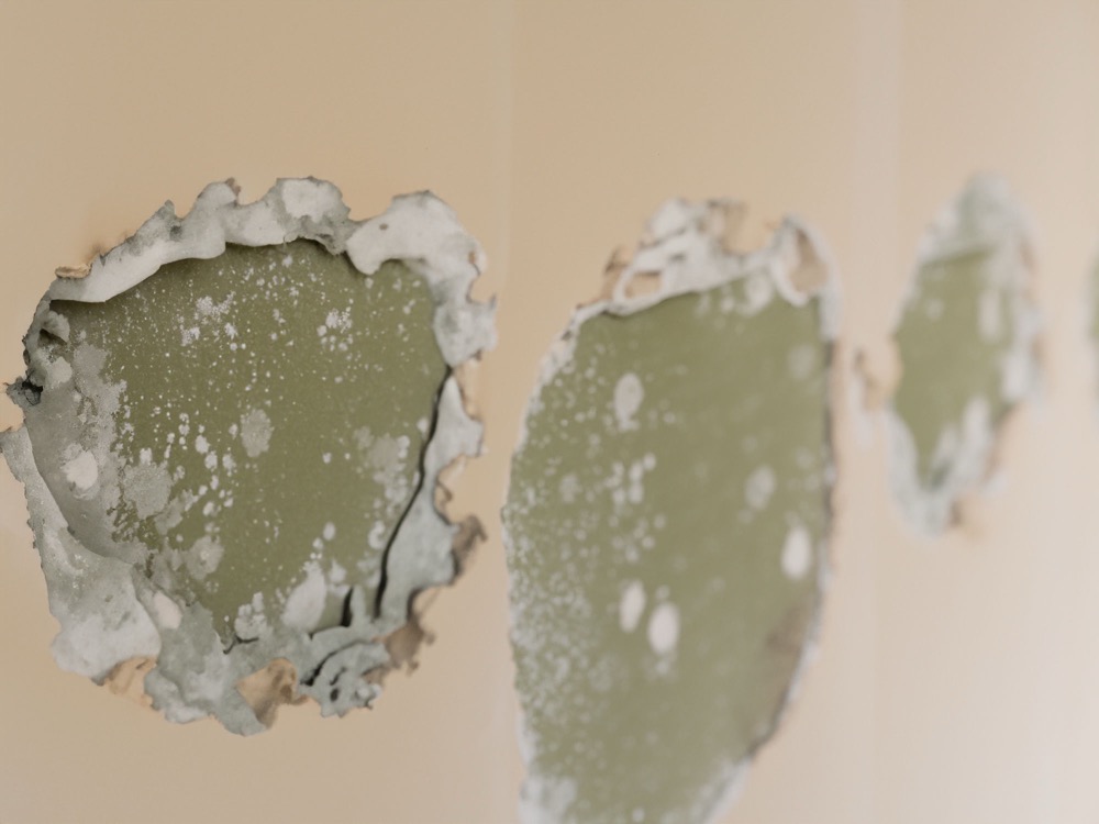 Why Mold Growth on Drywall is Common in South Carolina Basements and How to Address It